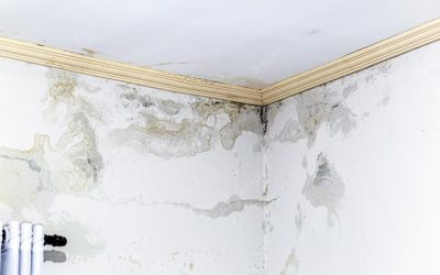 The Hidden Dangers: Understanding House Inspection for Mold
