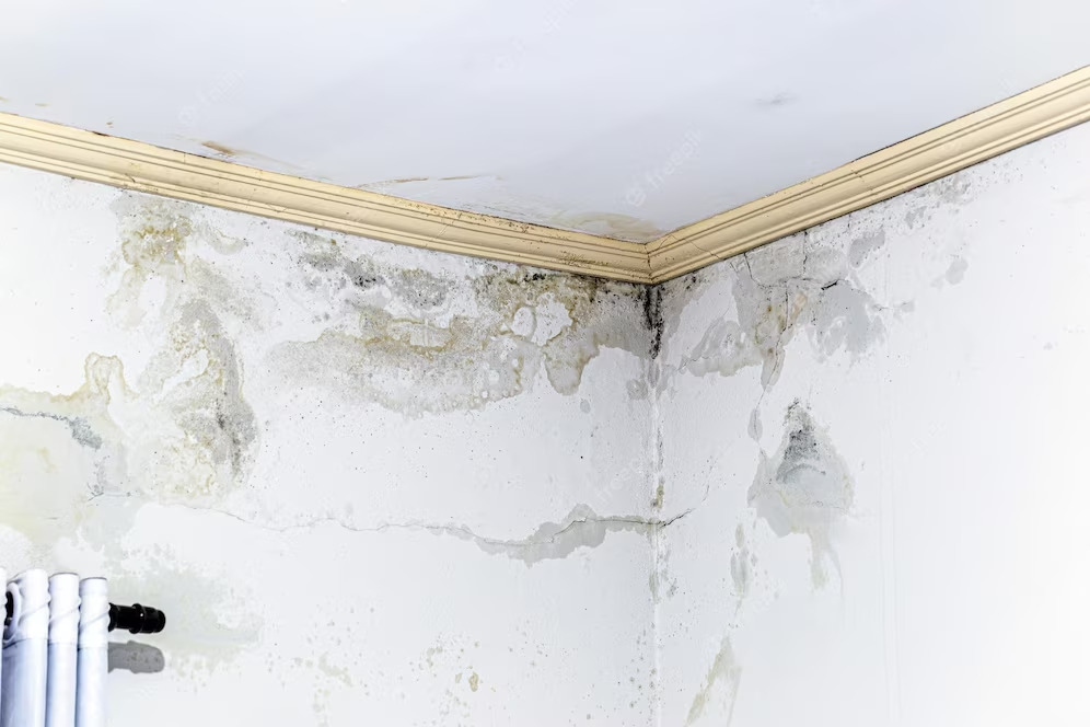 house inspection for mold