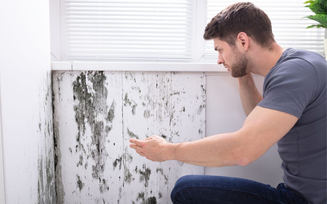 What to Do if Your House Inspection Uncovers Mold